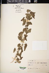 Ginkgo biloba image