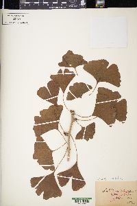 Ginkgo biloba image