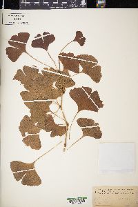 Ginkgo biloba image