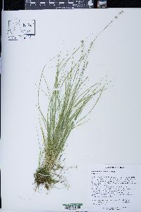 Carex radiata image
