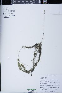 Utricularia intermedia image