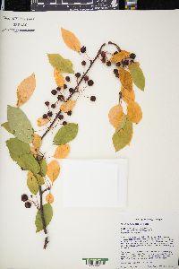 Malus sieboldii image