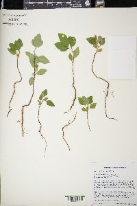 Malus sieboldii image