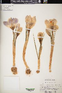 Crocus vernus image
