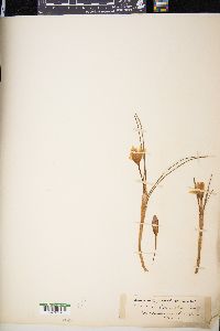 Crocus biflorus image