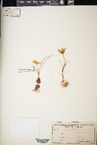 Crocus laevigatus image
