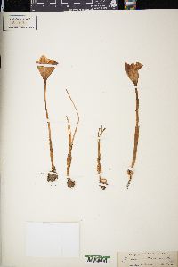 Crocus nudiflorus image