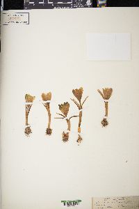 Crocus vernus image