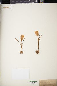 Crocus vernus image