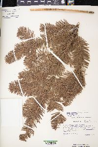 Abies amabilis image