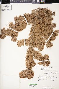 Abies amabilis image