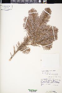 Abies amabilis image