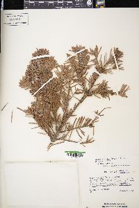 Abies amabilis image