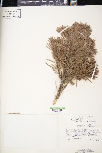 Abies amabilis image