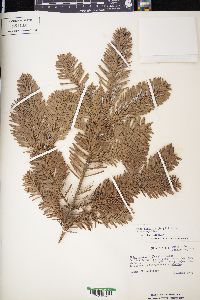 Abies amabilis image