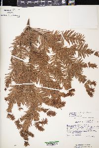 Abies amabilis image
