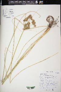 Cyperus elegans image