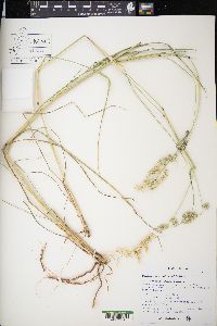 Eragrostis echinochloidea image