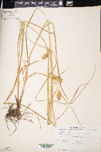 Carex tuckermanii image
