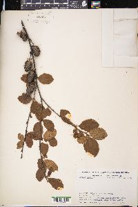 Betula pumila image