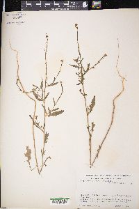 Sisymbrium officinale image