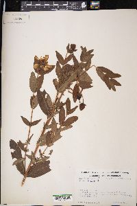 Hypericum ascyron image