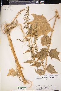 Chenopodiastrum simplex image