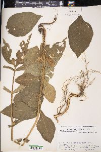 Triosteum aurantiacum image