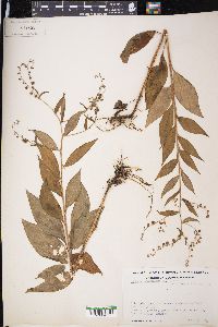 Hackelia virginiana image