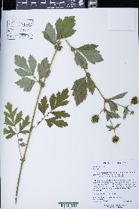 Geum laciniatum image