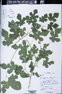 Morus alba image