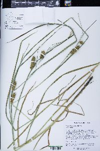 Carex tuckermanii image