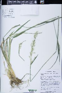 Arrhenatherum elatius image
