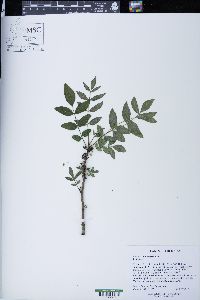 Zanthoxylum americanum image