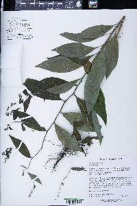 Hackelia virginiana image