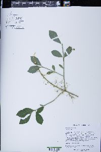 Euonymus obovatus image