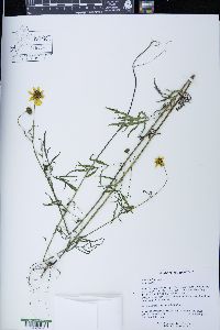 Bidens trichosperma image