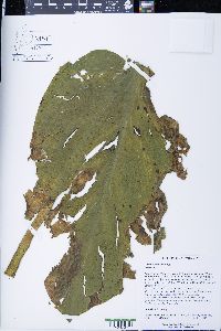 Symplocarpus foetidus image