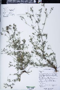 Potentilla argentea image