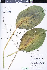 Alisma triviale image