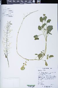 Nasturtium microphyllum image