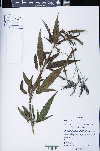 Verbena hastata image