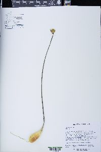 Allium tricoccum image