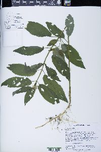 Stachys tenuifolia image