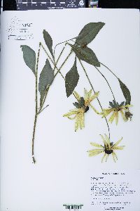 Rudbeckia fulgida image