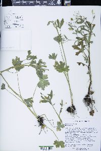Ranunculus sceleratus image