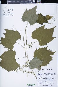 Vitis riparia image