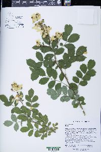 Rosa multiflora image