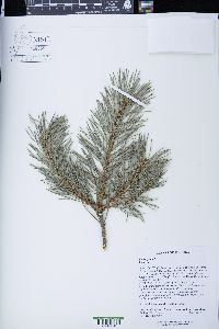 Pinus sylvestris image