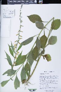 Campanulastrum americanum image